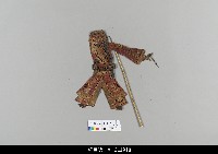 藏品(中國湖北皮影戲偶身)的圖片